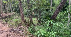Land for Sale in Ampitiya – 45 Perches