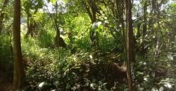 Sinnakkara Land for Sale in Digana – 23 Perches
