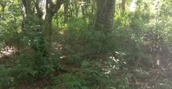 Sinnakkara Land for Sale in Digana – 23 Perches