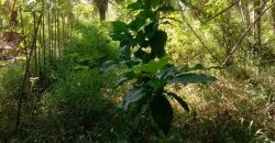 Sinnakkara Land for Sale in Digana – 23 Perches