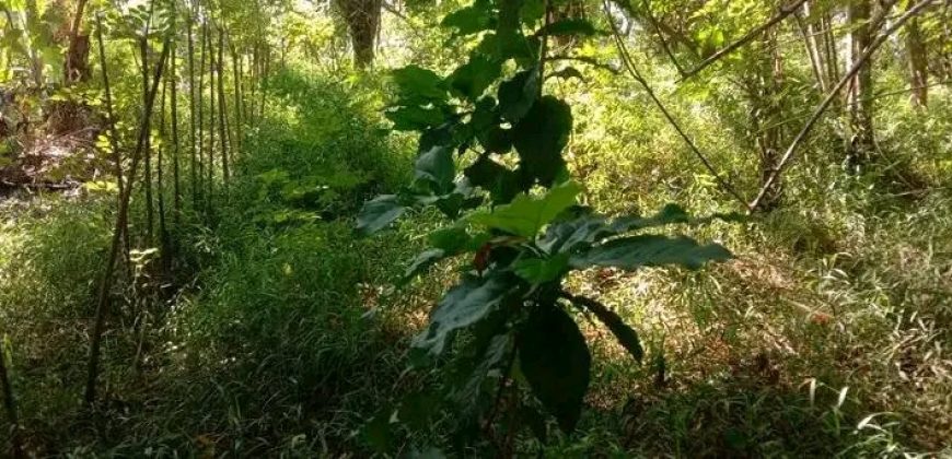 Sinnakkara Land for Sale in Digana – 23 Perches