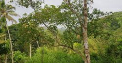 Land for Sale in Paradaniya