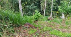 Land for Sale in Paradaniya