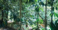 Prime Property for Sale in Kulugammana, Kandy