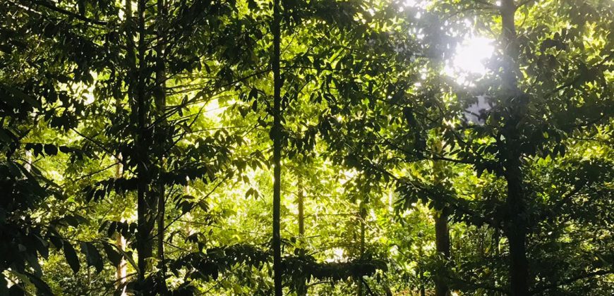 Prime Property for Sale in Kulugammana, Kandy