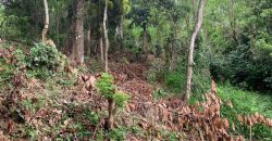 Land for Sale in Gannoruwa