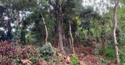Land for Sale in Gannoruwa