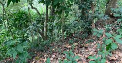 Land for Sale in Gannoruwa