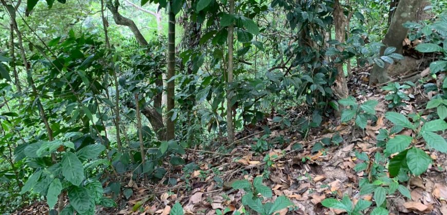 Land for Sale in Gannoruwa