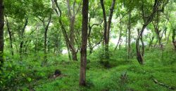 Land for Sale in Talathuoya – Hippola
